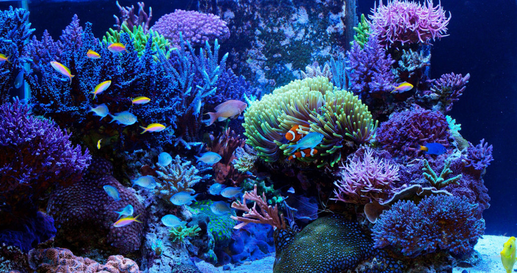 Nettoyage Algues Decor Aquarium Nettoyage Algues Decor Aquarium