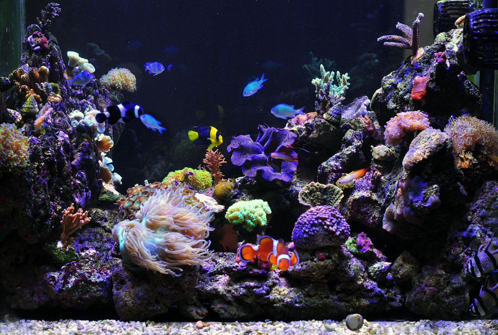 Trucs et astuces pour démarrer son aquarium d