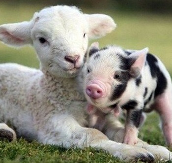 quels sont les nouveaux animaux de compagnie