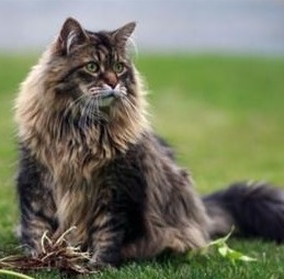 le-chat-main-coon