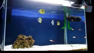 Dans un aquarium Fish Only il peut y avoir des pierres/coraux morts mais pas de algues, anémones ou coraux vivants.