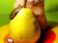 hamster mignon et poire