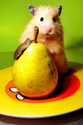 hamster mignon et poire