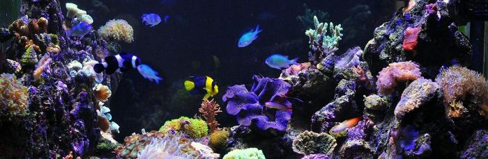 Dans un aquarium eau de mer il y a des coraux, des anémones ou encore des algues.