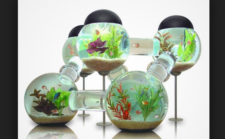 comment-choisir-son-aquarium