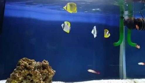 Dans un aquarium Fish Only il peut y avoir des pierres/coraux morts mais pas de algues, anémones ou coraux vivants.