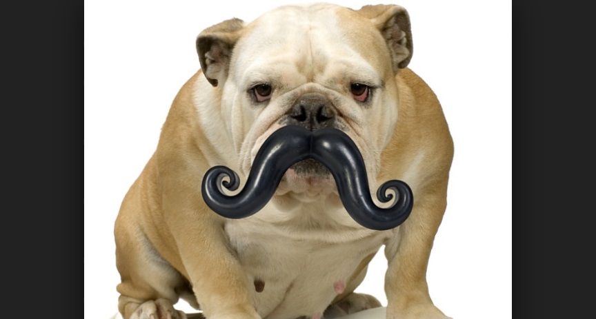 moustache-pour-les-chiens