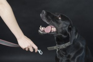 assurance-chien-responsabilite-civile