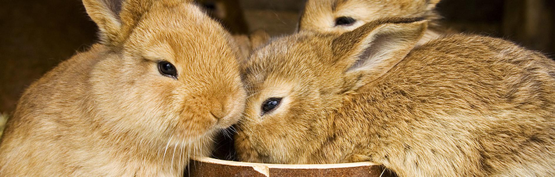 trois lapins qui mangent dans la même gamelle