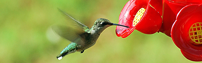 colibri qui picore dans une mangeoire à oiseaux