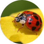 coccinelle dans un cercle