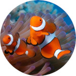 deux poissons clown dans un cercle