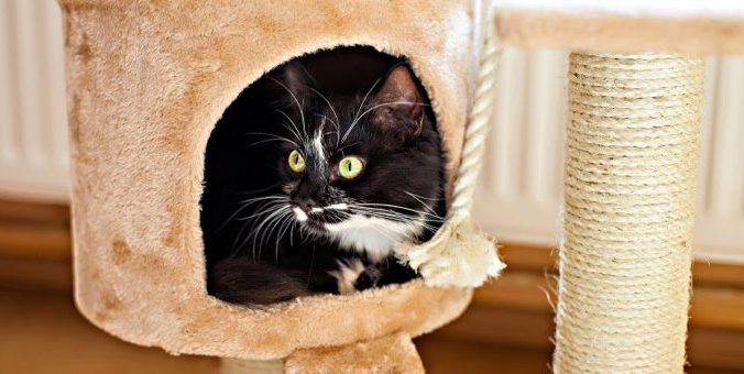 chat caché dans un des abris d'un arbre à chat