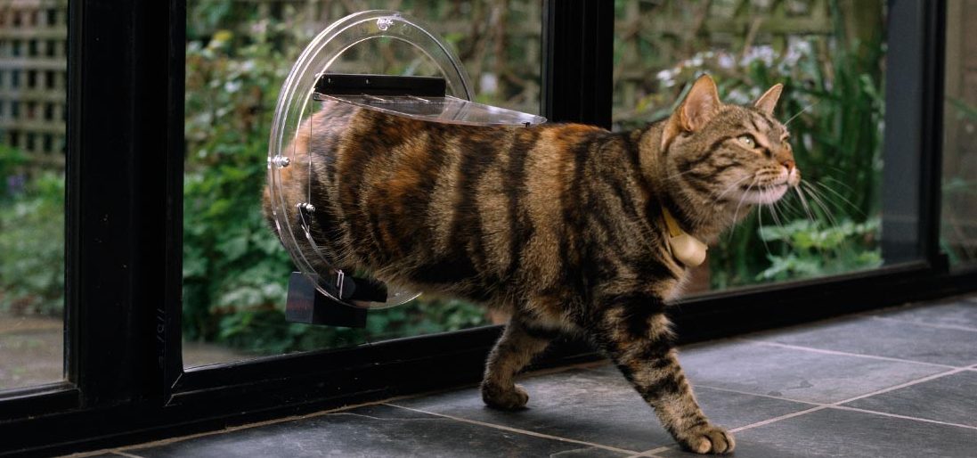 chat passant par une chatiere installee dans une porte vitree