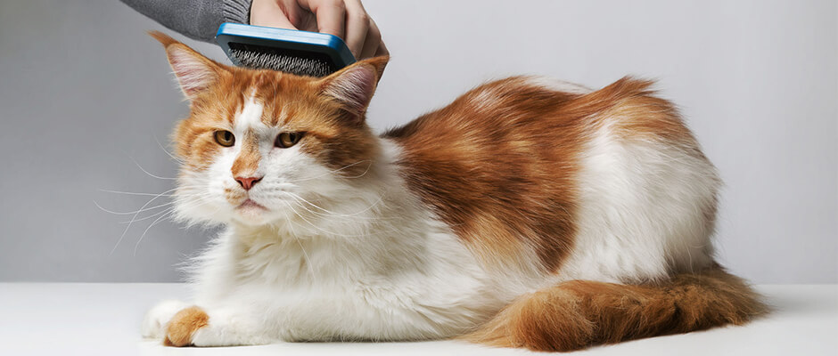 chat en train d'être brossé