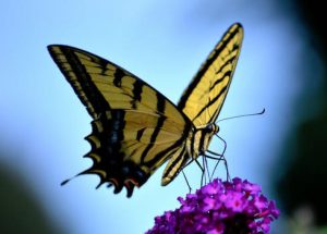 papillon jaune et noir sur une fleur