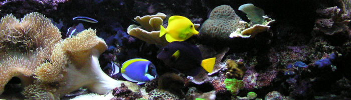 poisson exotiques dans un aquarium