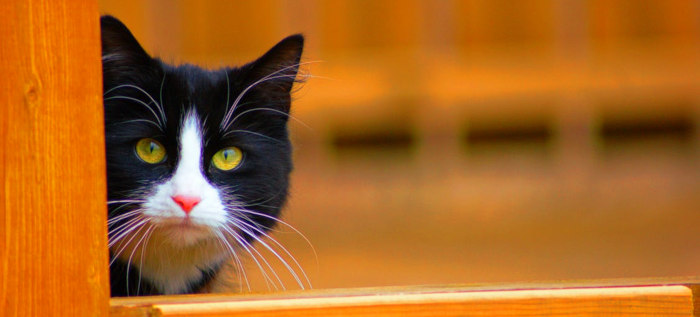 tête d'un chat noir et blanc dans entrebâillement d'une porte