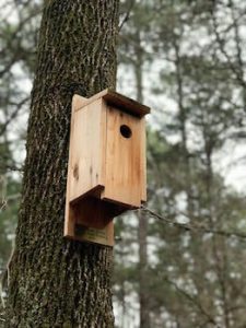 nichoir à oiseaux accroché à un arbre