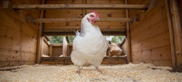 zoom sur une poule blanche dans un poulailler