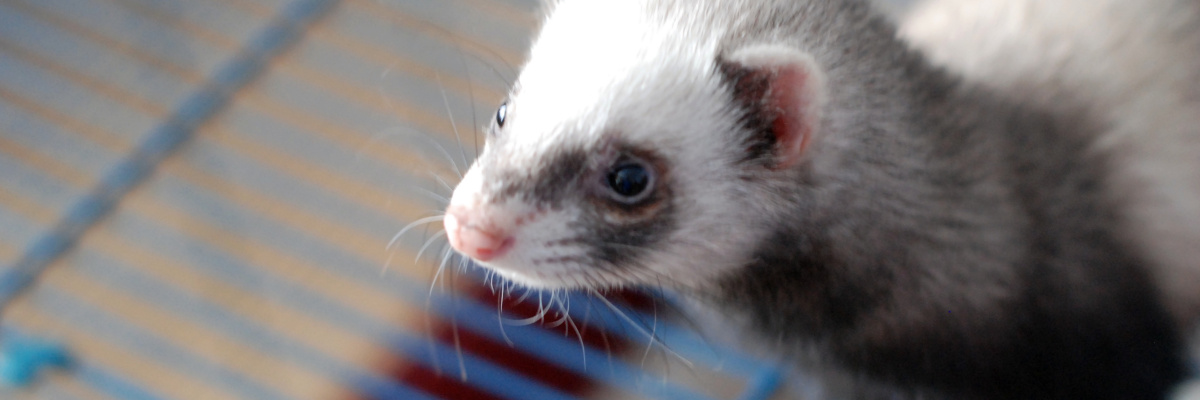 zoom sur la tête d un furet blanc et gris