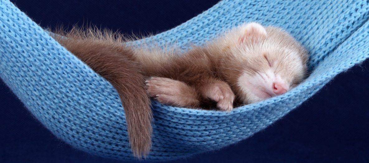 furet qui dort dans un hamac douillet bleu