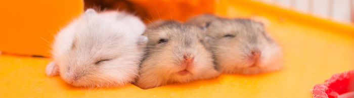 3 hamster dormant blotis l'un contre l'autre