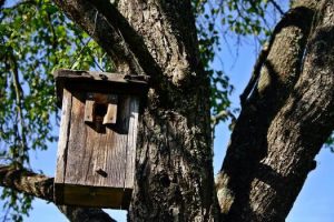 nichoir à oiseaux suspendu à un arbre