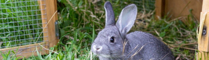 lapin gris dans une cage