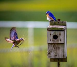 nichoir à oiseaux sauvages en bois naturel