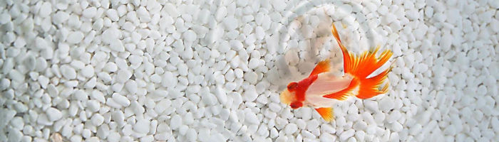 poisson rouge vue de haut dans une haut cristalline