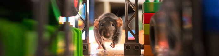 rat avançant prudemment dans un passage étroit en Lego