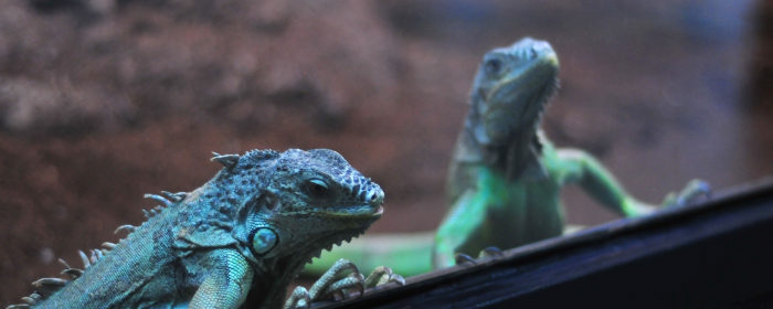 deux varans appuyé sur la vitre de leur terrarium