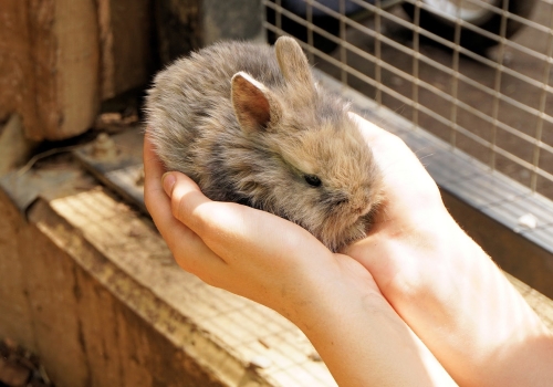 Petit lapin tenue dans les bras d'une personne 