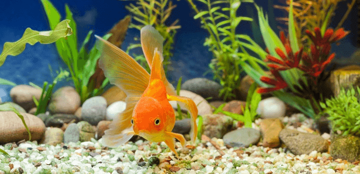 Petit poisson dans un aquarium 