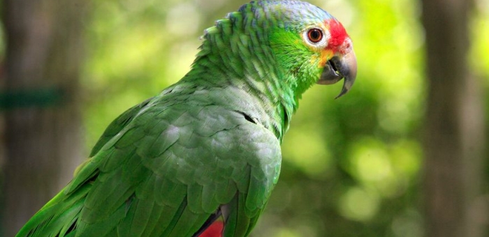 Astuces pour créer une cage pour perroquets