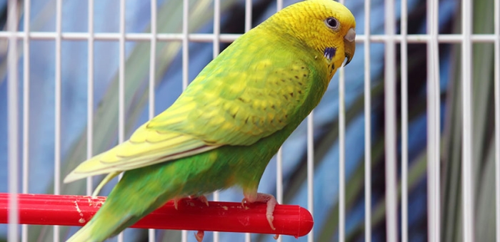 Perroquet se trouvant dans sa cage