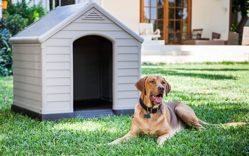 Chien installé devant sa niche