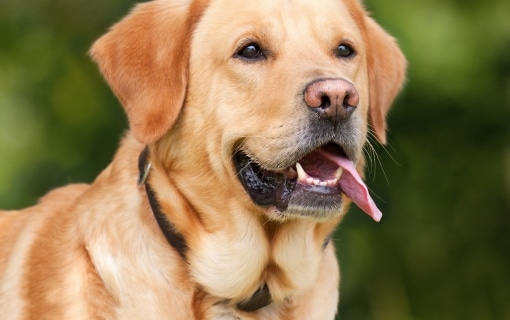 Photo d'un gros chien 