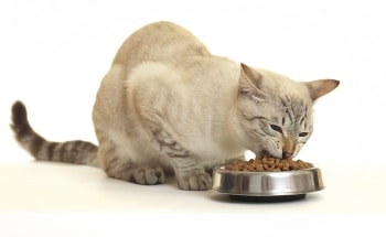 Choisir ses croquettes pur chat stérilisé