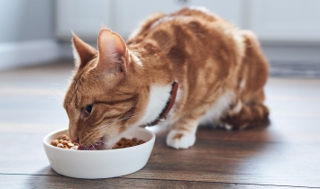 Chat en train de manger des croquettes dans un bol 